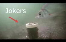 Reakcja ryb na ochotkę zanętową Jokers
