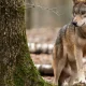 Polska nie zamierza obniżyć statusu ochrony wilka